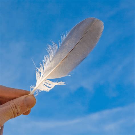 Feather .